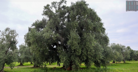 La "Pianta Madre": quell'ulivo millenario che ha dato origine alla pregiata Coratina